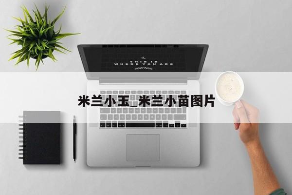 米兰小玉_米兰小苗图片